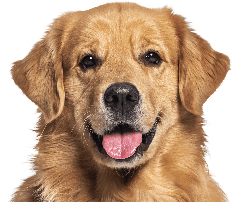 old smiling golden retriever dog
