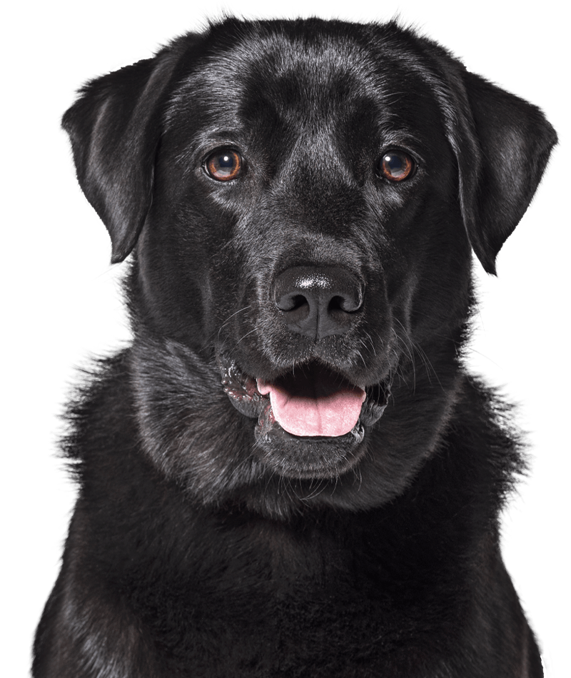 smiling black labrador dog