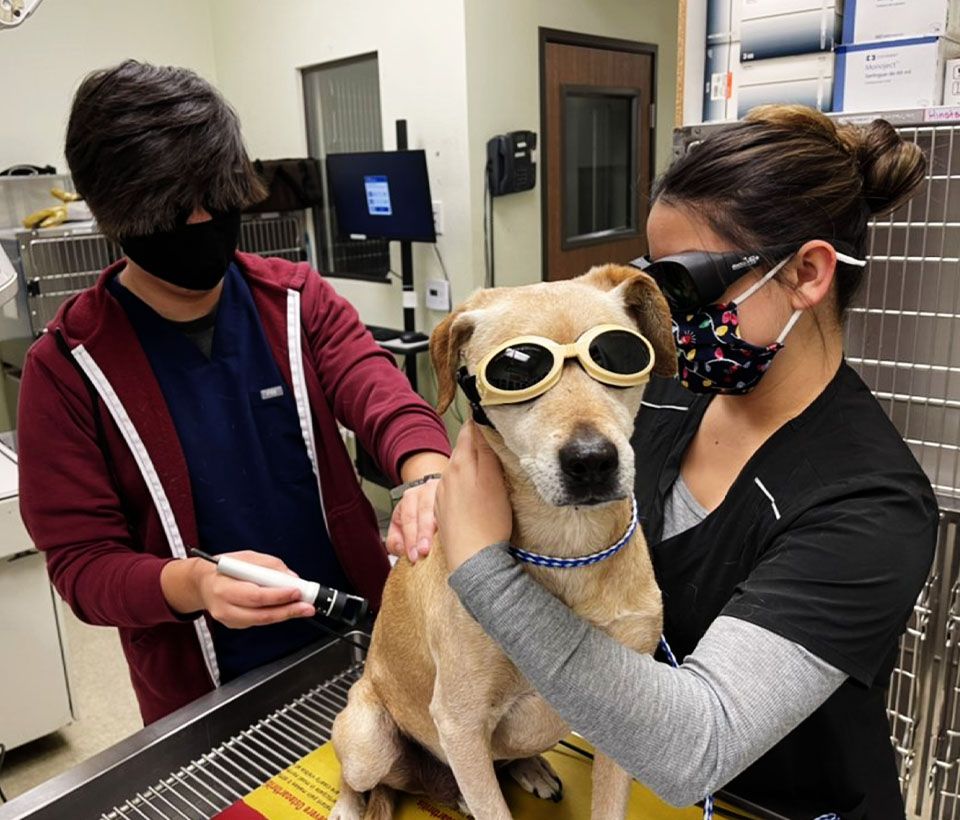cold laser therapy session
