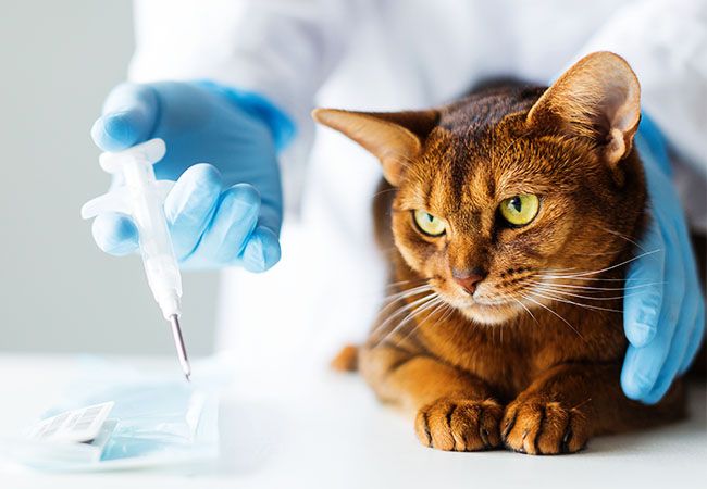 A cat is getting microchipped by a veterinarian.