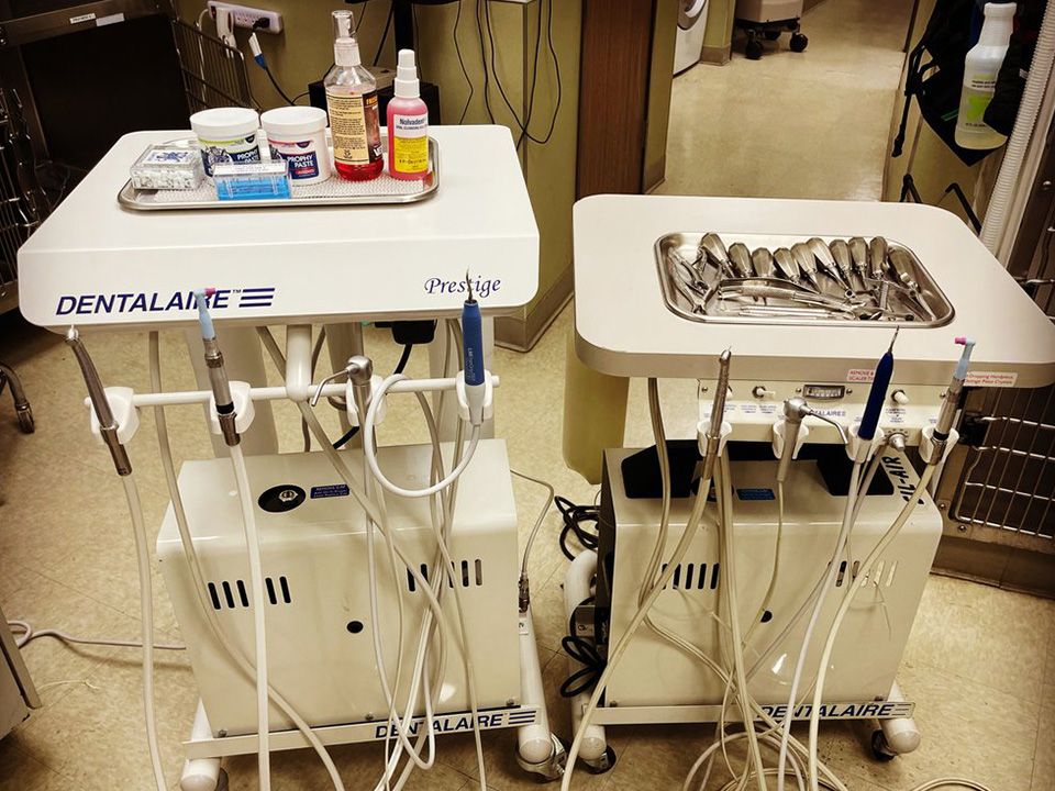 A dental machine used for cleaning and polishing pets' teeth