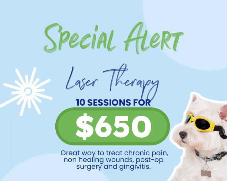 A promotional image for a laser therapy special, showing a dog receiving therapy