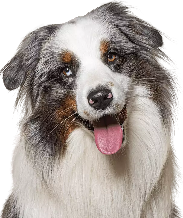 smiling australian shepherd dog