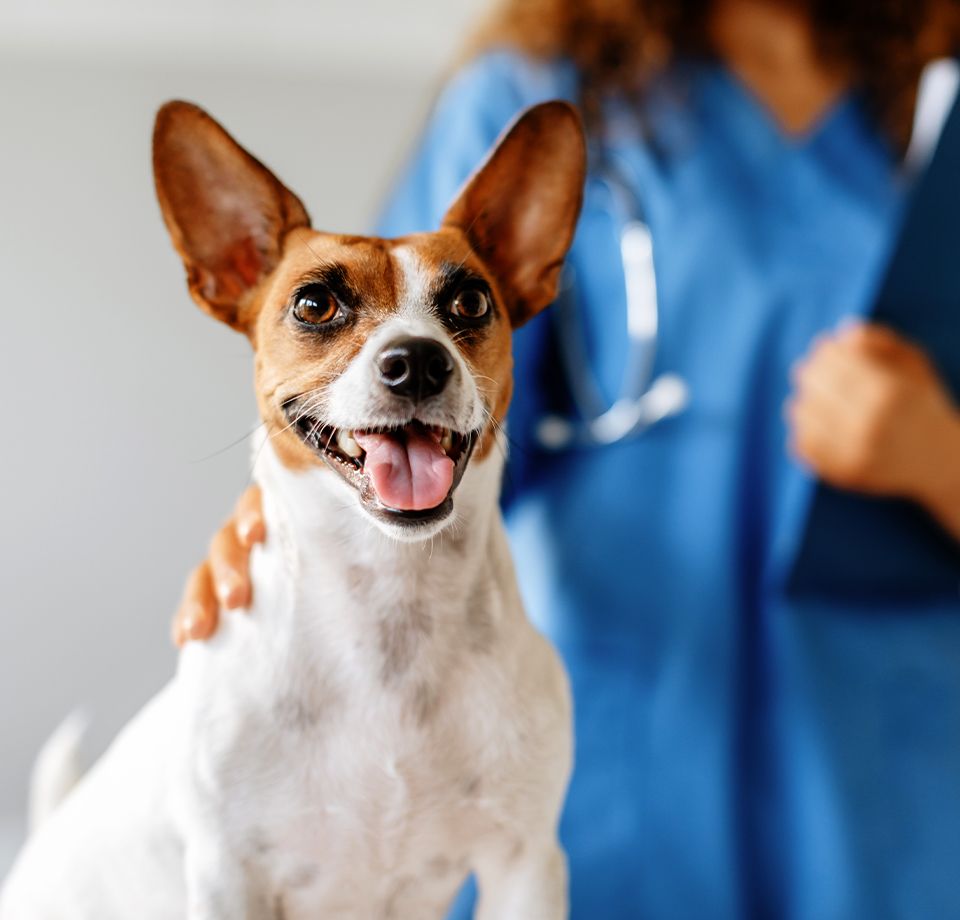 happy dog with vet background